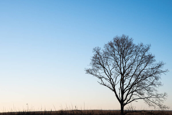 Lone tree silhouette