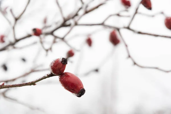 Frosty gül kalça yakın çekim — Stok fotoğraf