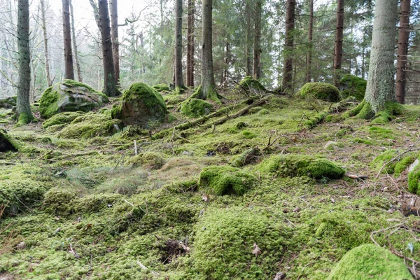 Нетронутый старый лес — стоковое фото