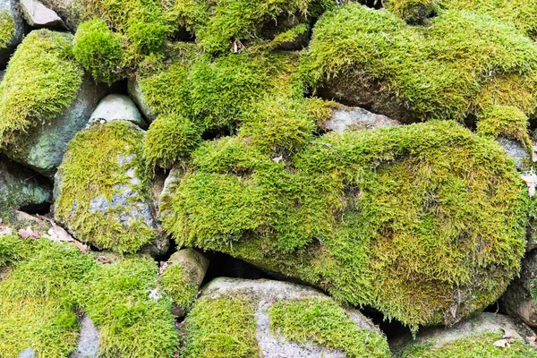 Mossy stone wall detail — Stockfoto