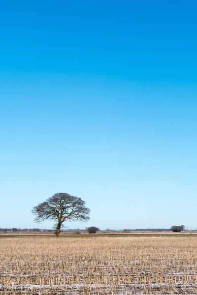 Lone tree in a stubble field — Stock Photo, Image