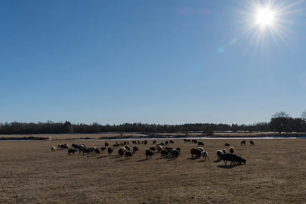 Springtime with grazing sheep — Stock Photo, Image