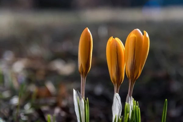 Yellow crocus buds — Stock Photo, Image