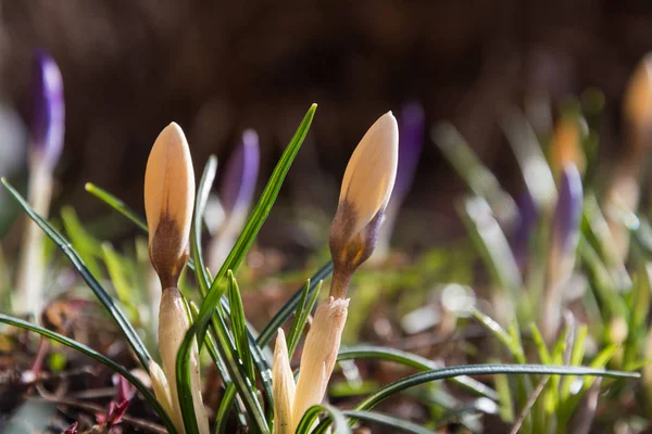 Bright Crocus flowerbed — Stock Photo, Image