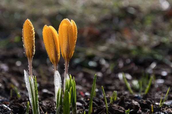 Crocus buds with dew drops — Stock Photo, Image