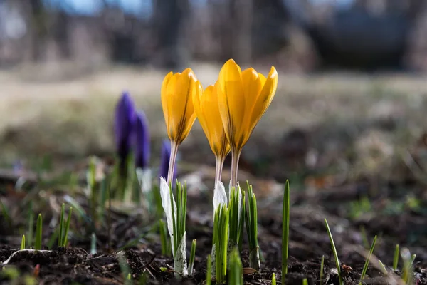 Ранняя весна с цветущим крокусом — стоковое фото