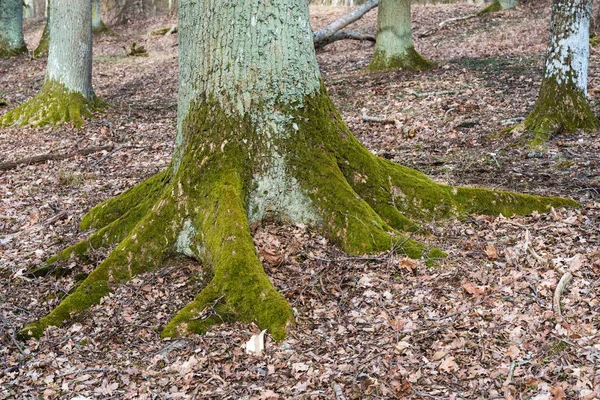 Старе кореневе дерево — стокове фото