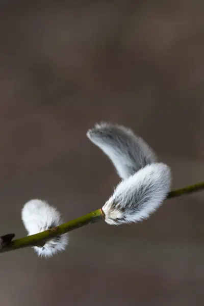 Flauschige Kätzchen auf einem Zweig — Stockfoto