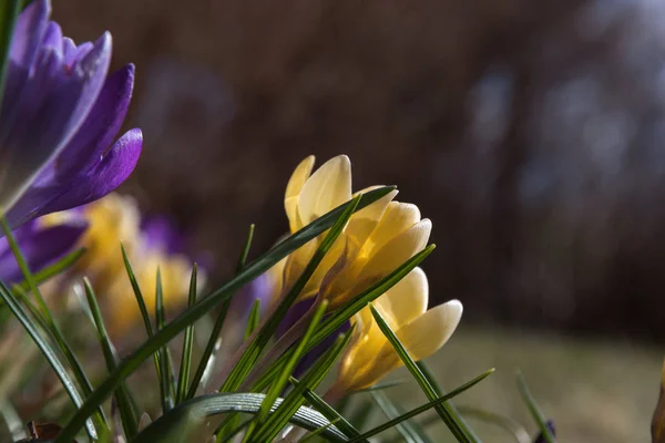 Crocus flowerbed closeup — Stock Photo, Image