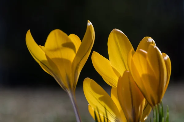 Yellow crocus closeup — Stock Photo, Image