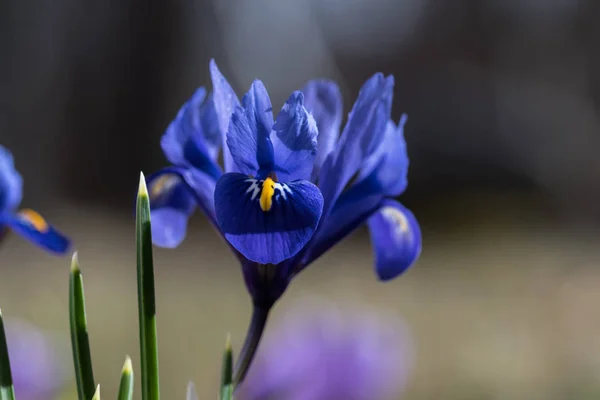 Blue iris flower closeup — Stock Photo, Image