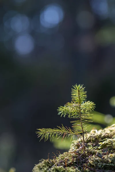 Çam ağacı fide — Stok fotoğraf
