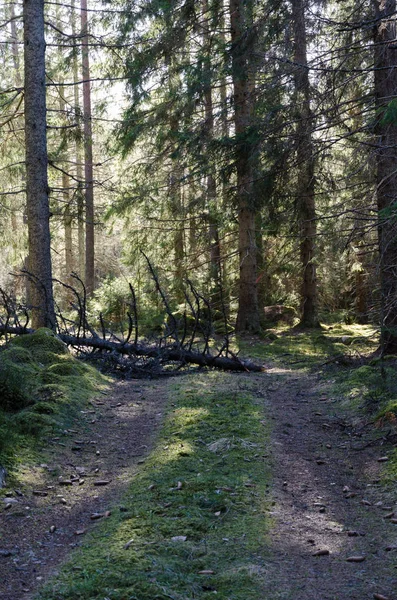 Engellenen orman yolu — Stok fotoğraf