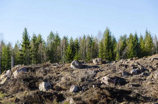 Clear cut skogsområde — Stockfoto