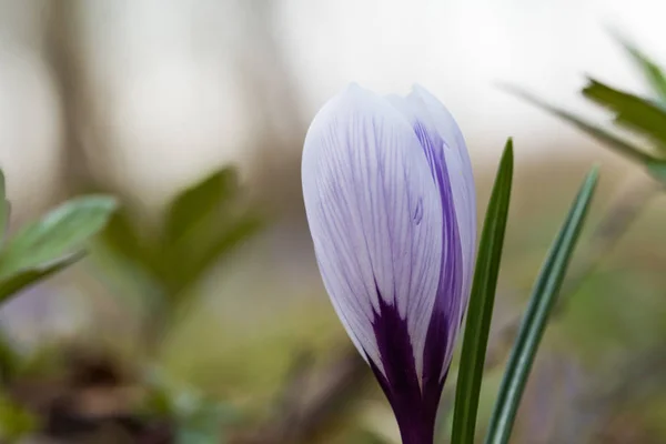 Blueish Crocus flower closeup — Stock Photo, Image