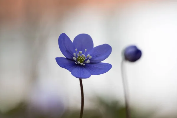 Blauwe anemone closeup — Stockfoto