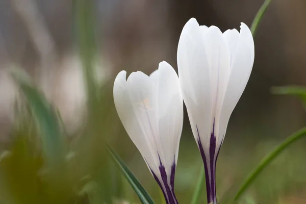 White crocus flowers closeup — Stock Photo, Image