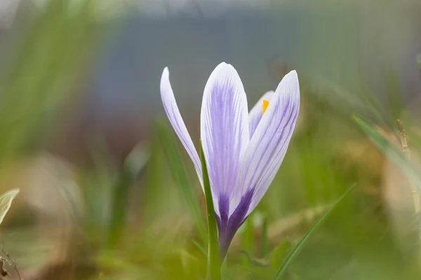 Blossom blueish crocus flower — Stock Photo, Image