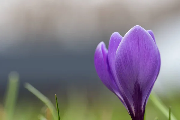 Lilac crocus flower closeup — Stock Photo, Image