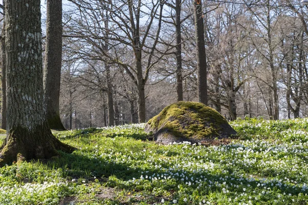 Bela floresta primavera — Fotografia de Stock