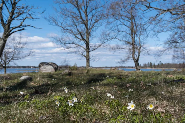 Beautiful springtime nature — Stock Photo, Image