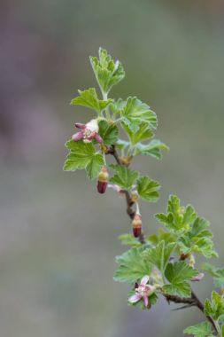 Bektaşi üzümü çiçek şube