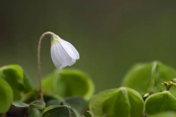 Close-up van fragiele bloem — Stockfoto