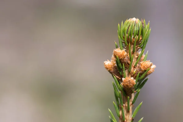 Spruce topp med groddar — Stockfoto