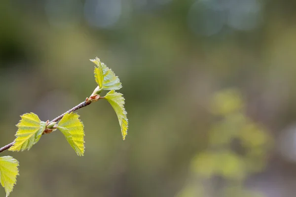 Listy zelený jarní — Stock fotografie