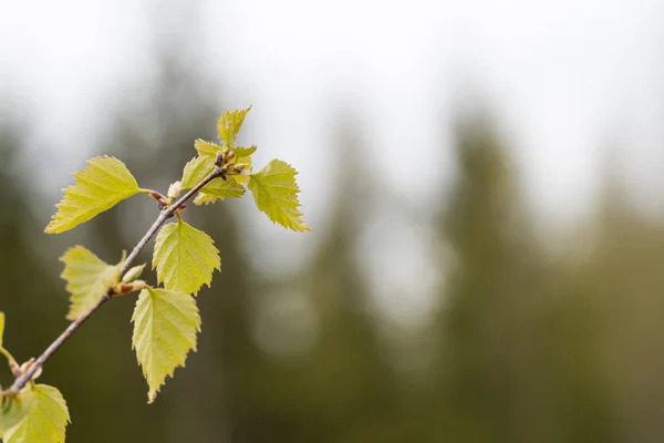 Foglie di betulla in primavera — Foto Stock