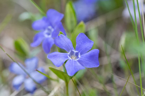 Blauwe bloem closeup — Stockfoto