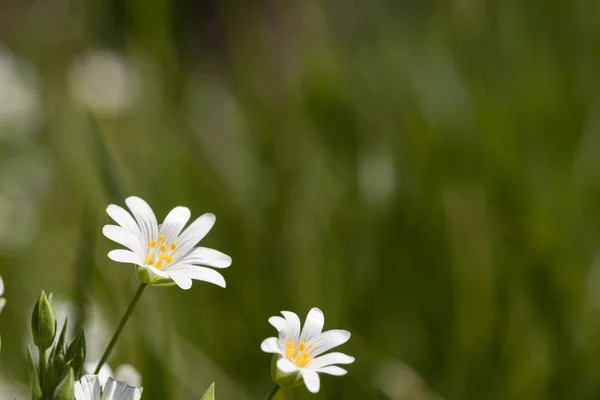 Fleurs blanches d'été au fond vert — Photo