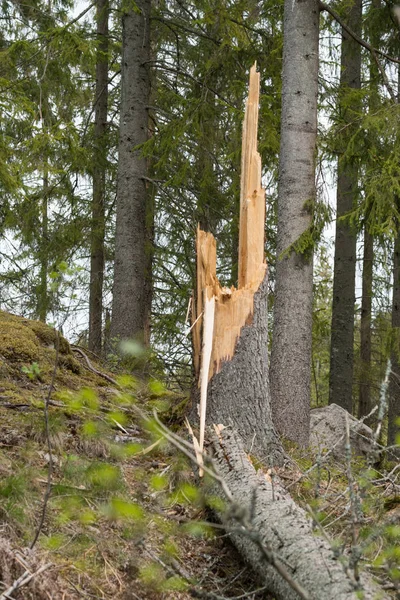 Pnie drzewa z upadłym drzewem — Zdjęcie stockowe