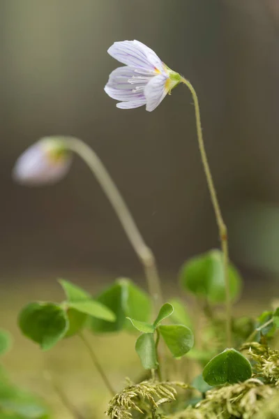 Fleur fragile sur un sol forestier mousseux — Photo
