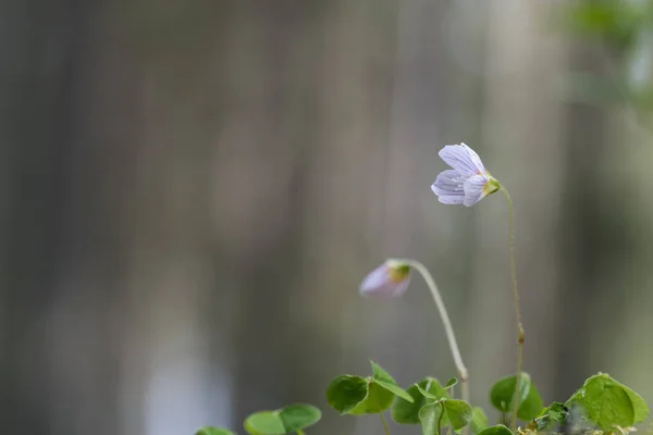 Fleurs de bois-oseille — Photo