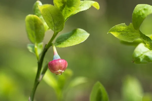 Fleur de bleuet dans une verdure fraîche — Photo