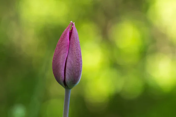 Tulip bud by a green background — Stock Photo, Image