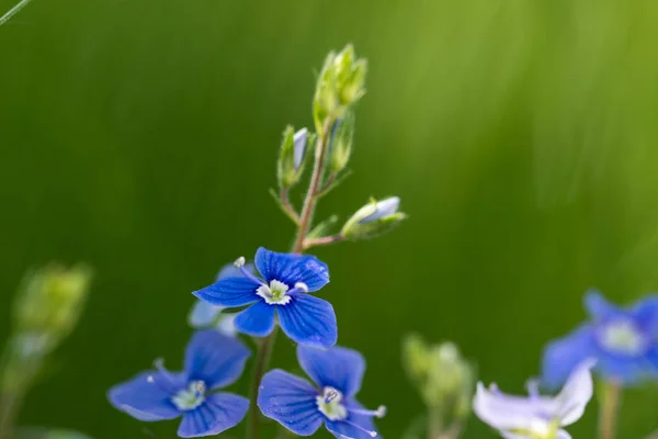 Petite fleur bleue d'été — Photo