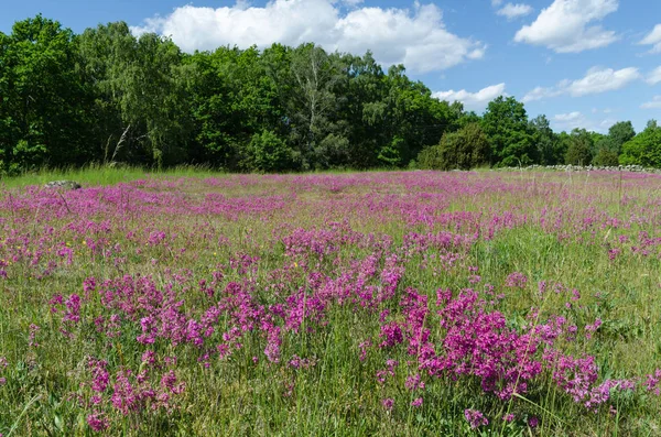 Purple summer meadow — Stock Photo, Image