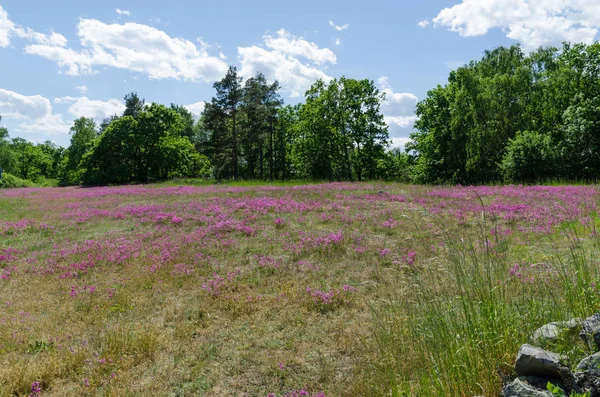 Champ avec des fleurs violettes — Photo