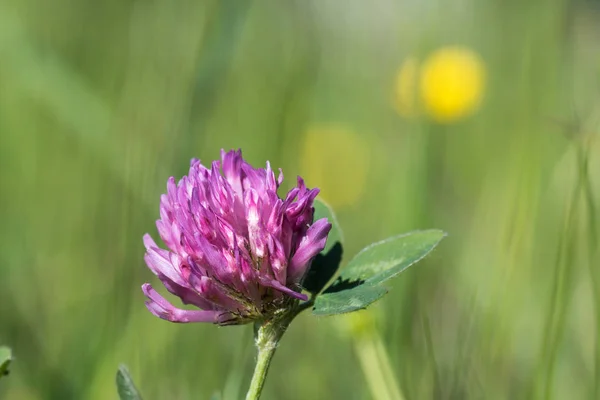 Pink clover flower head — Stock Photo, Image