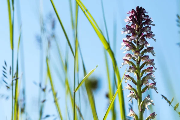 Orchid flower among grass straws — Stock Photo, Image