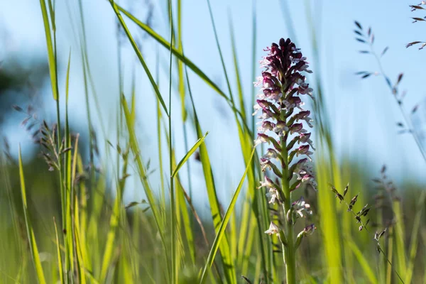 Wild orchid in green grass — Stock Photo, Image