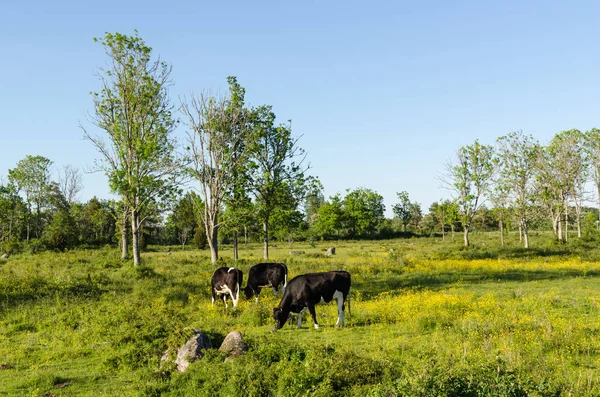 Stirrade kor i ett färgstarkt landskap — Stockfoto