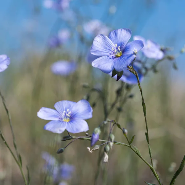 Fleurs de lin bleu gros plan — Photo