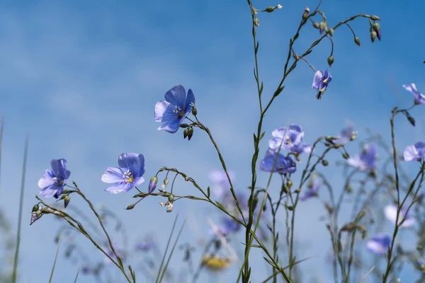 Fiori di lino blu da vicino dal cielo blu — Foto Stock