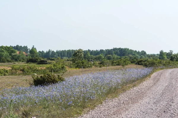 Bright blue bord de route — Photo