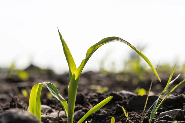 Corn seedling close up in a field — Stock Photo, Image