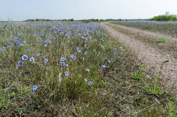 Flores de lino azul por un camino de grava — Foto de Stock