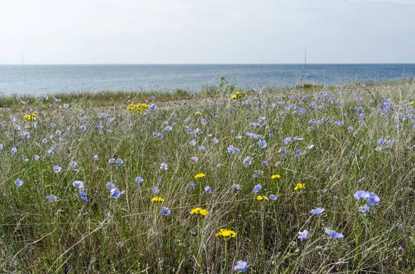 Fiori di lino blu selvatici in crescita lungo la costa — Foto Stock